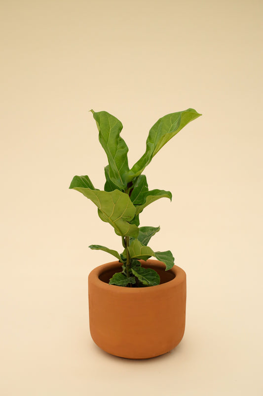 Ficus Pandurata o Lyrata