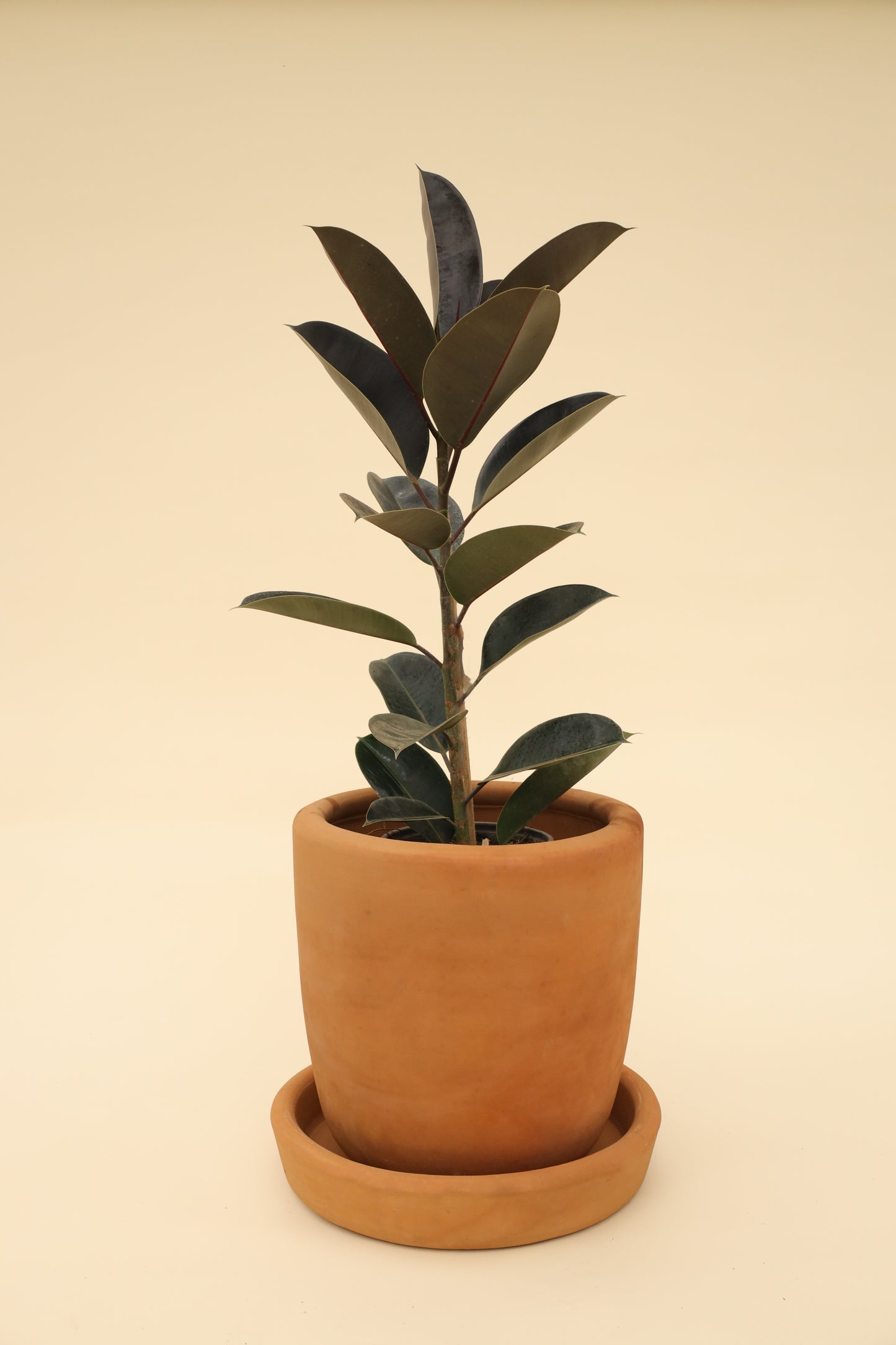 Ficus Hule Negro o Ficus Elástica