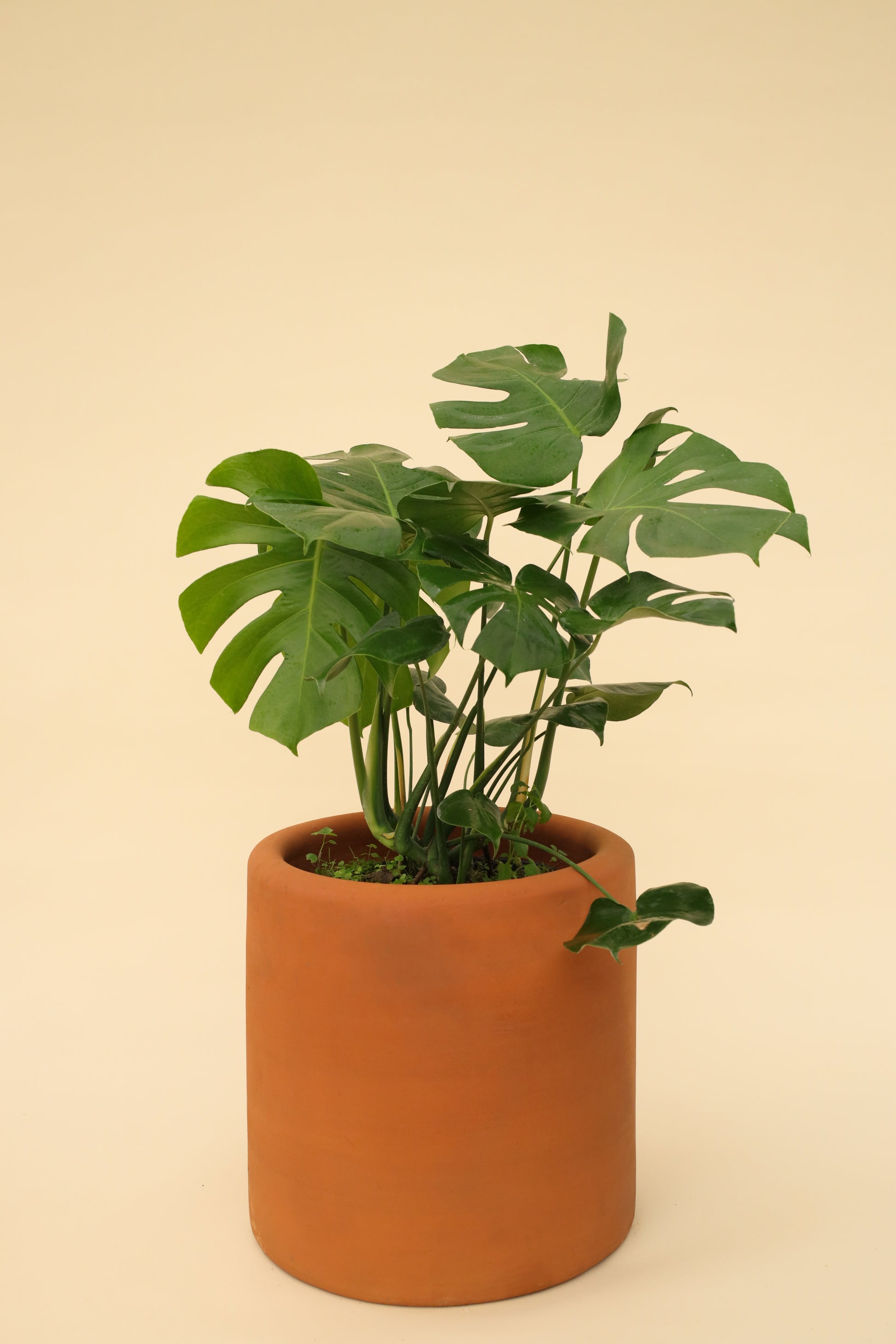 monstera deliciosa precio méxico Monstera Deliciosa o Costilla de Adán planta tropical con Envío CDMX – Monstera Folks