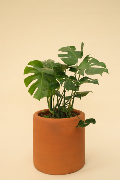 Monstera Deliciosa Costilla de Adán o Piñanona