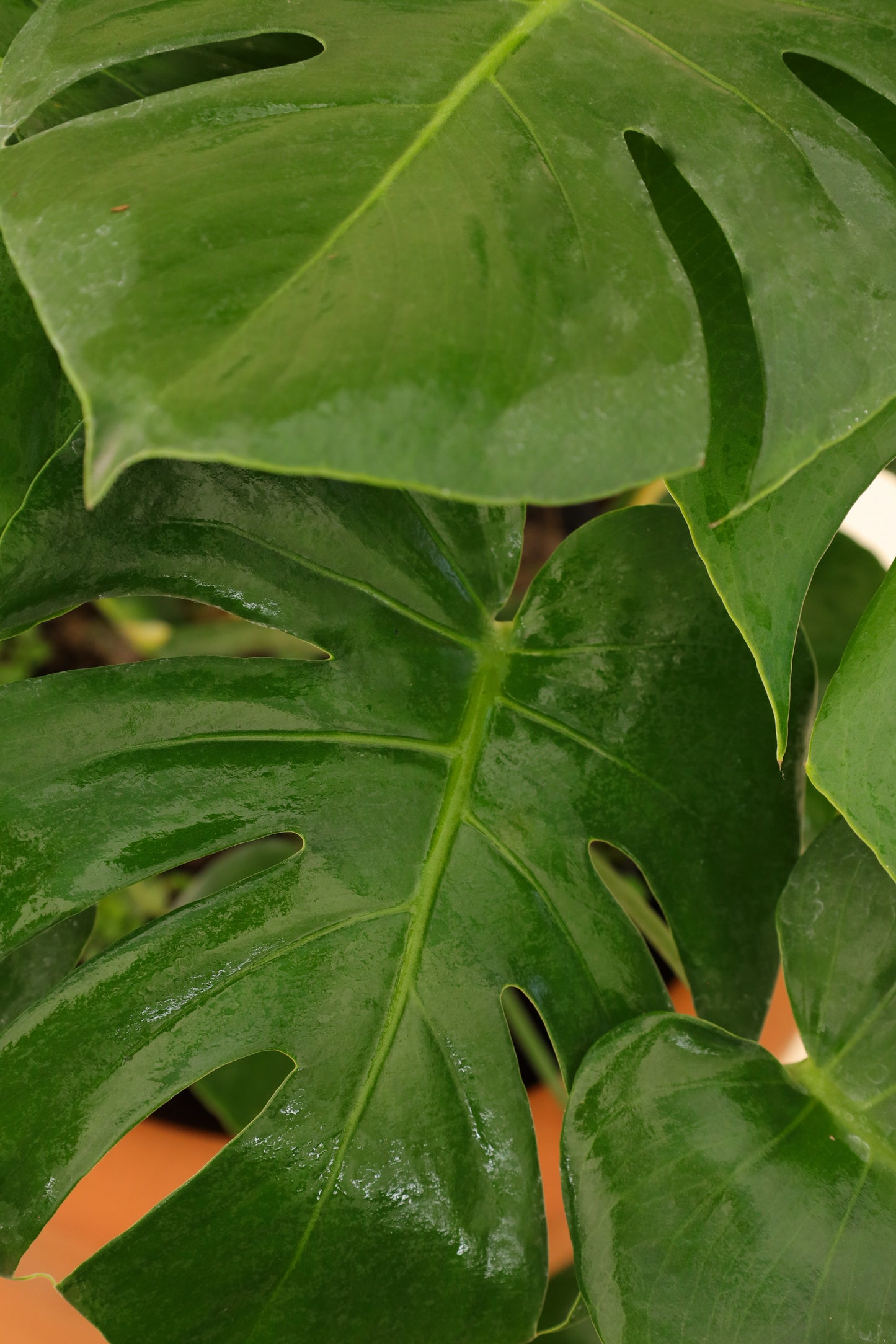 Monstera Deliciosa Costilla de Adán o Piñanona