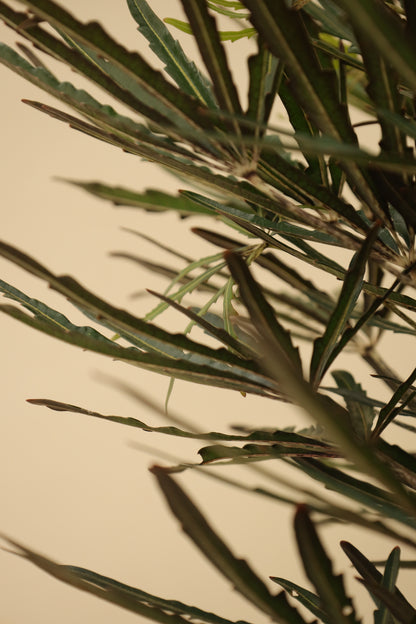 Aralia Elegantísima