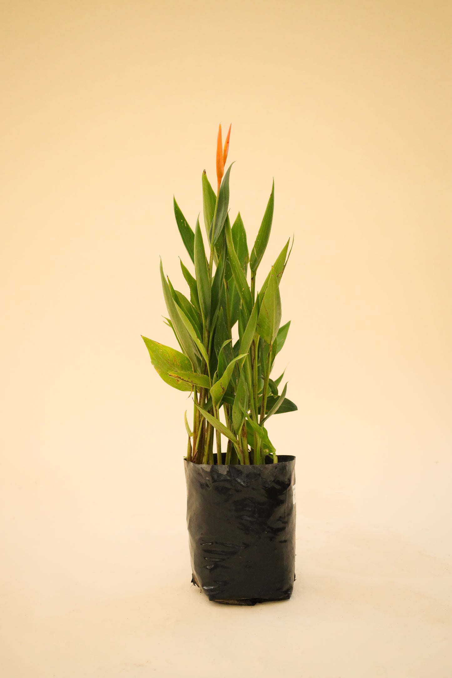 Heliconia Enana
