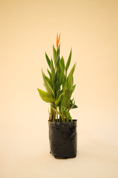 Heliconia Enana