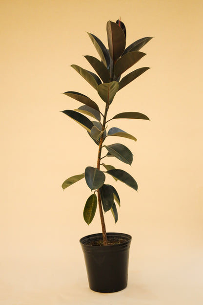 Ficus Hule Negro o Ficus Elástica