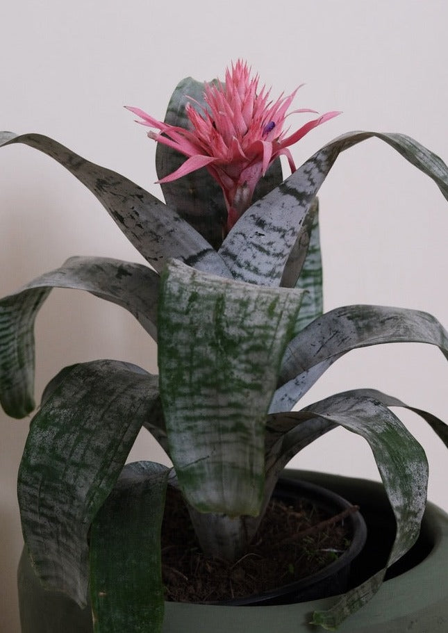 Bromelia Fasciada