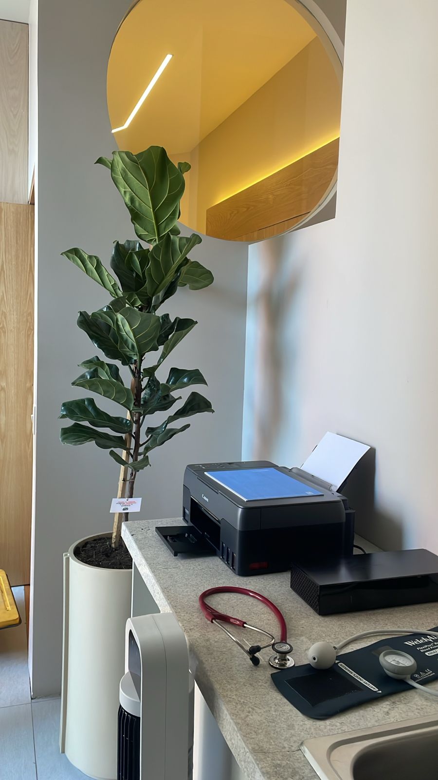 Ficus Pandurata o Lyrata