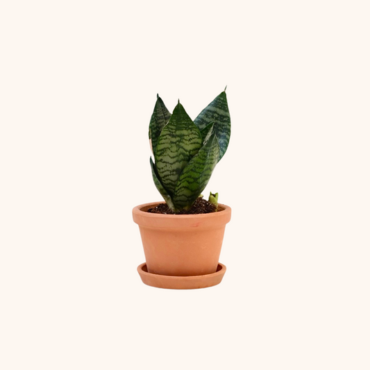 Mini Lengua de Suegra o Sansevieria