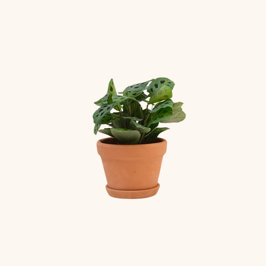 Mini Maranta Sapito