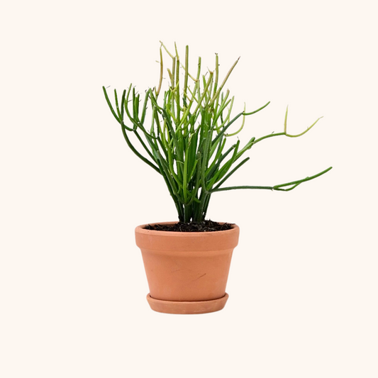Mini Lápiz o Euphorbia Turicalli