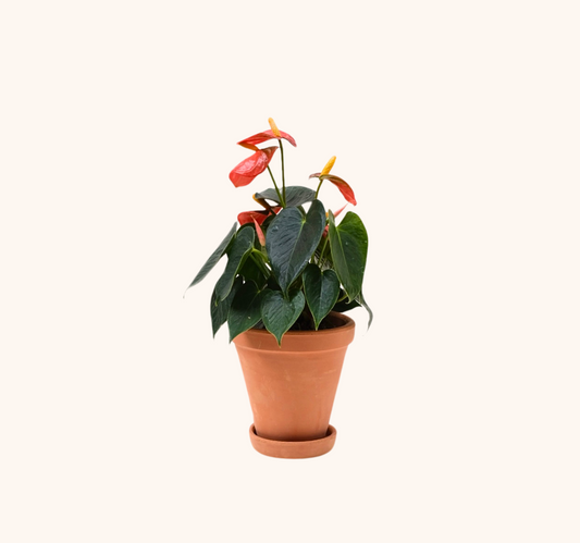 Mini Anturio