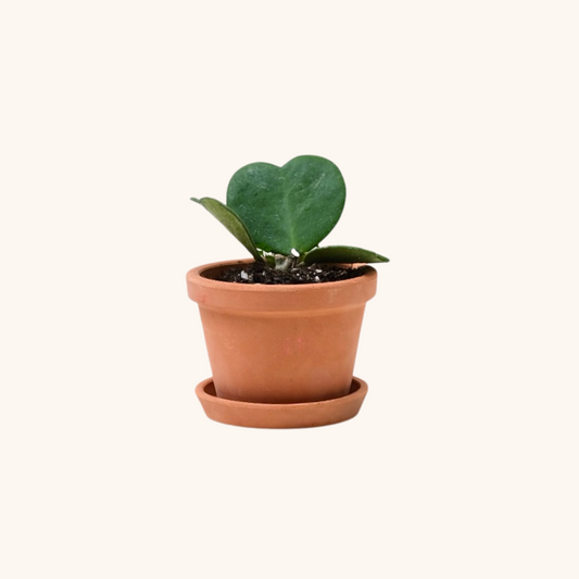 Mini Hoya Kerrii