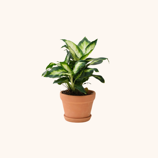 Mini Dieffanbachia Camila