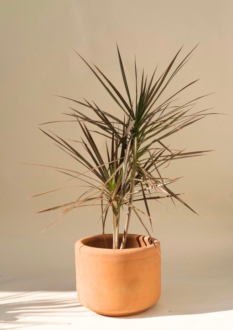 dracaena marginata es de interior o exterior Dracaena Marginata Tricolor