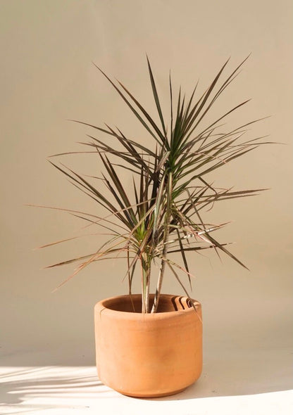 dracaena marginata tricolor cuidados Dracaena Marginata Tricolor