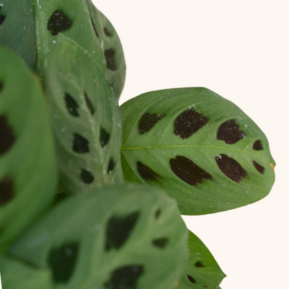 Mini Maranta Sapito