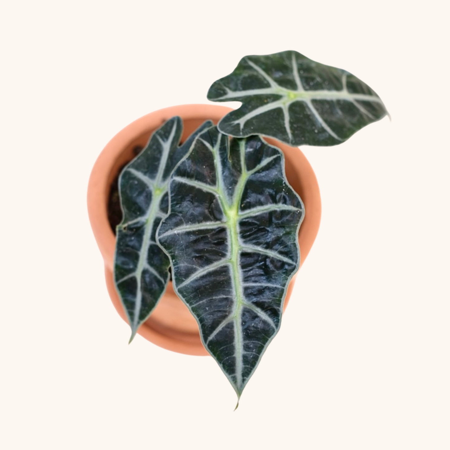 Mini Alocasia Amazonica