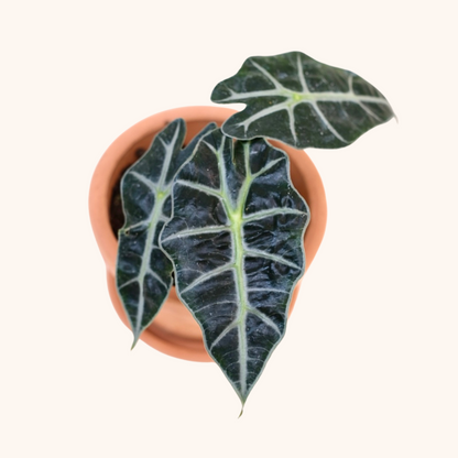 Mini Alocasia Amazonica