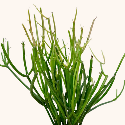 Mini Lápiz o Euphorbia Turicalli