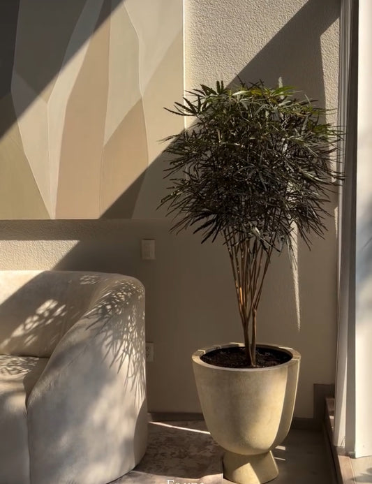 Aralia Elegantísima