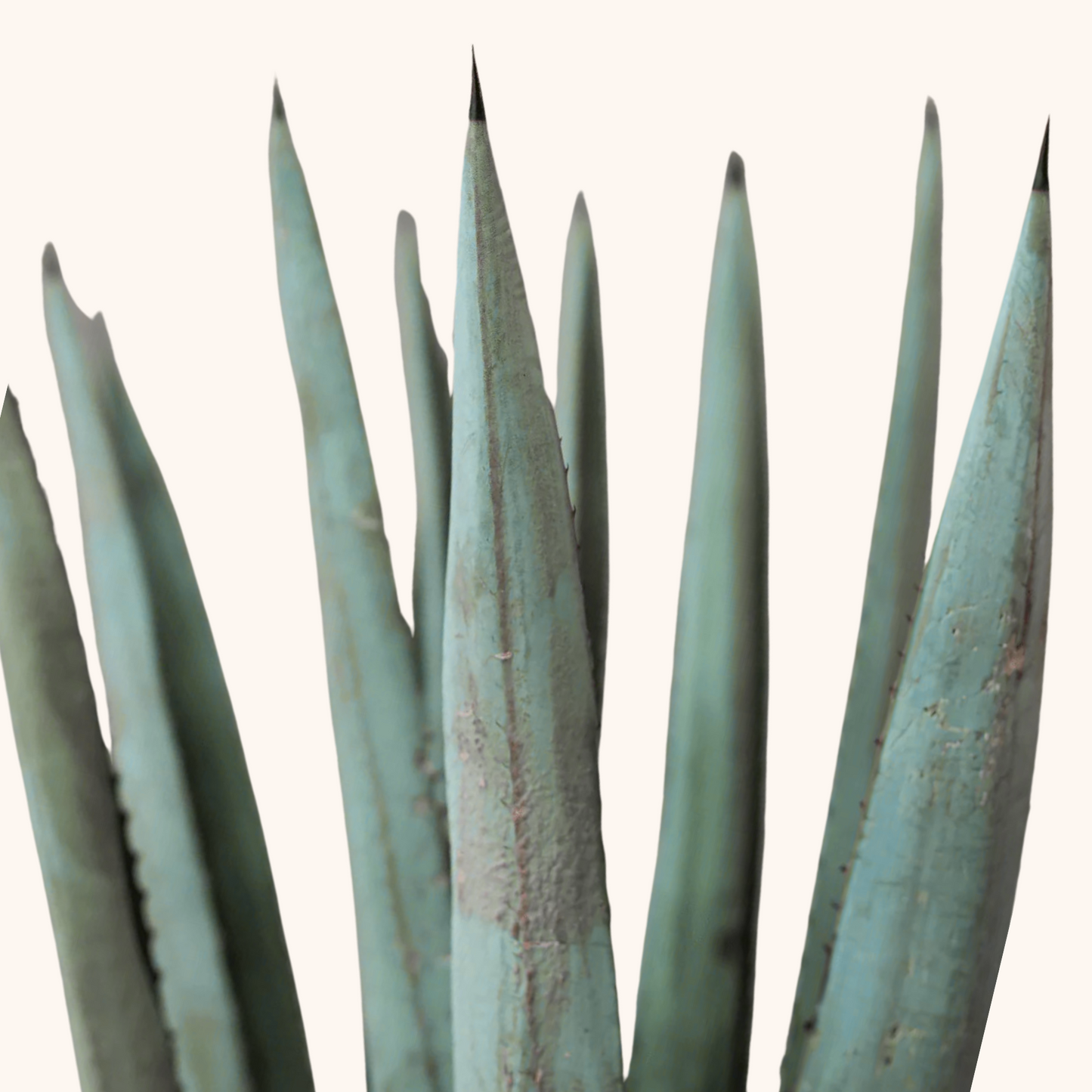 Agave Azul