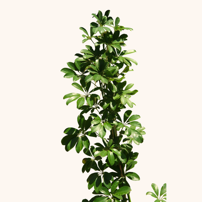 Aralia Arboricola