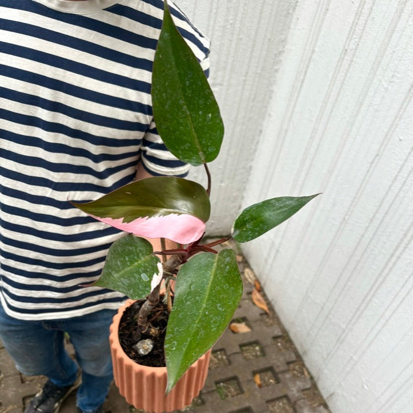 Philodendron Pink Princess