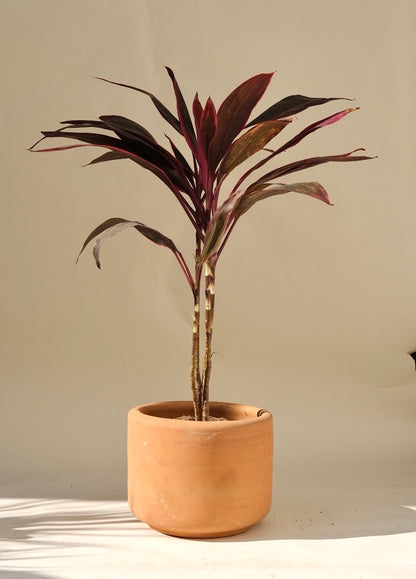 dracaena rosa Dracaena Roja. Planta con hojas rosas para interior