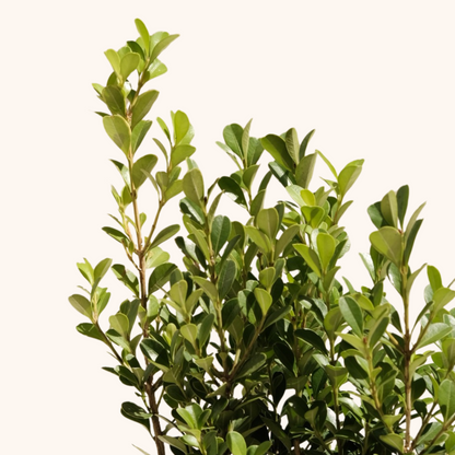 Buxus Microphylla o Boj pequeño