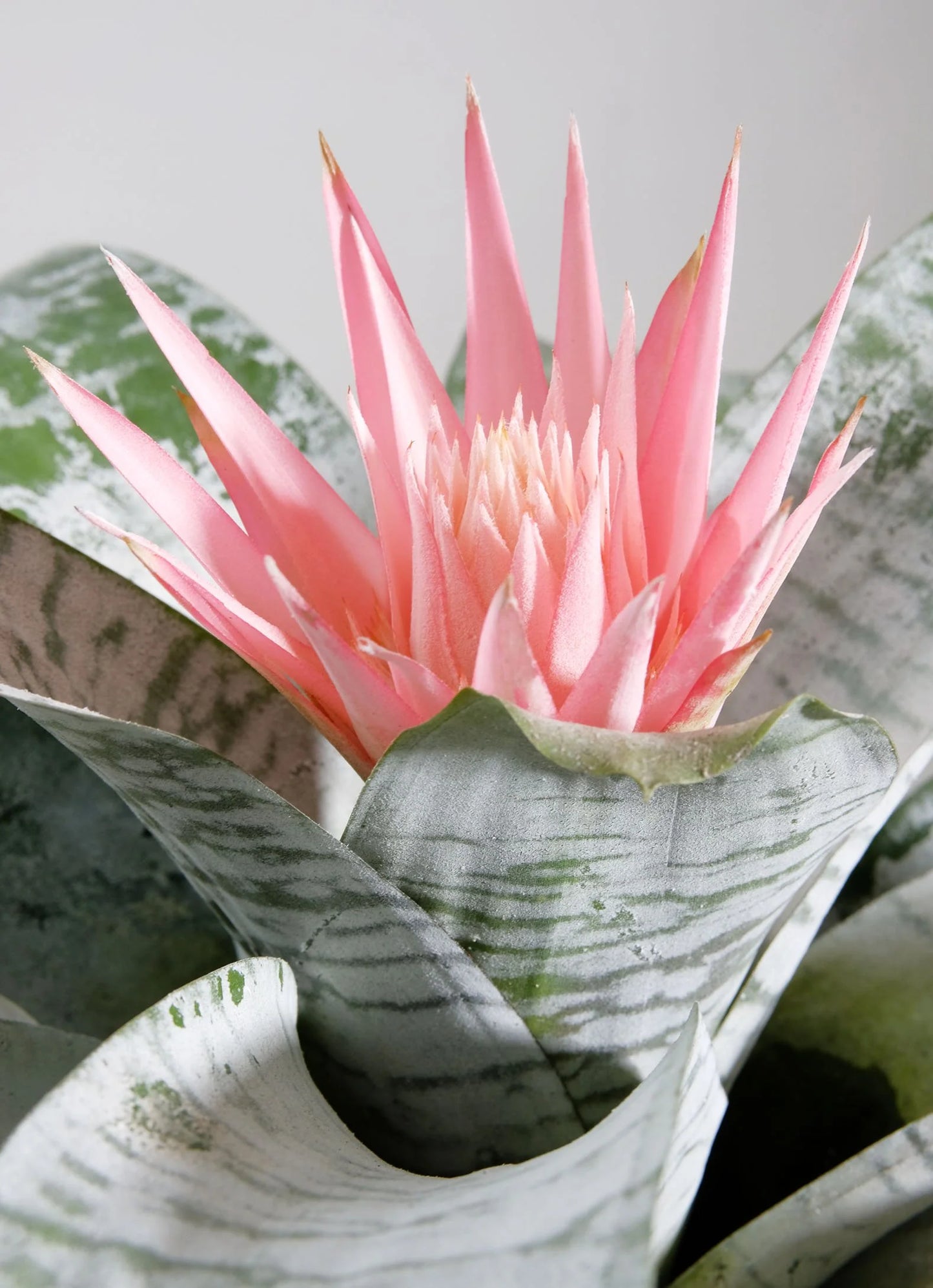 Bromelia Fasciada