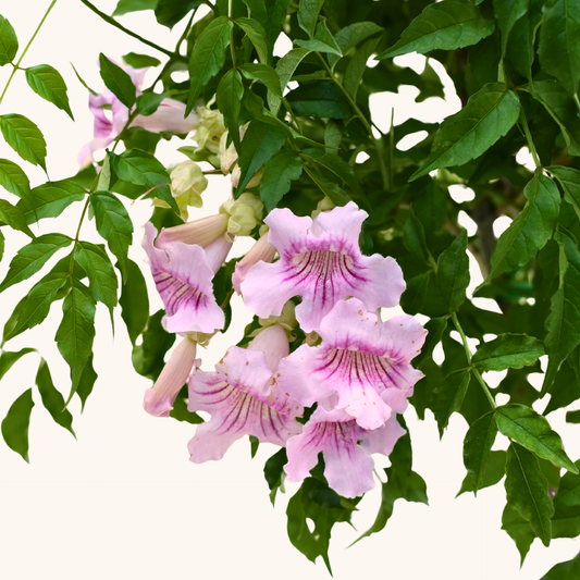 Bignonia Rosa - Podranea ricasoliana