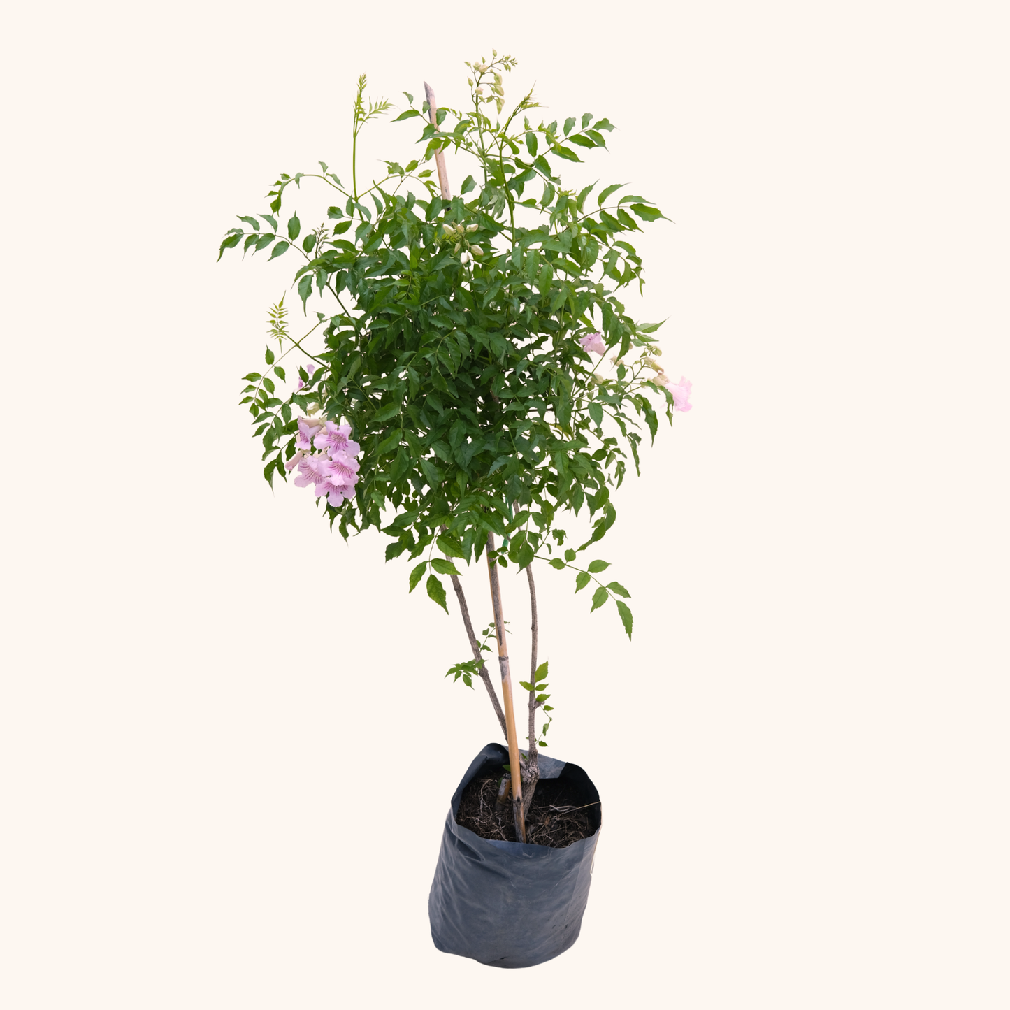 Bignonia Rosa - Podranea ricasoliana