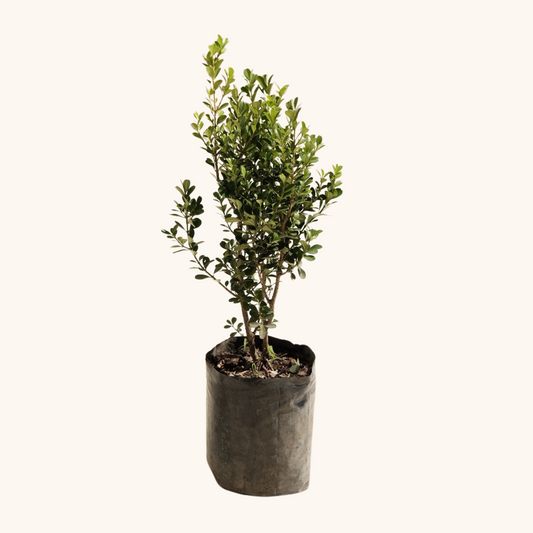 Buxus Microphylla o Boj pequeño