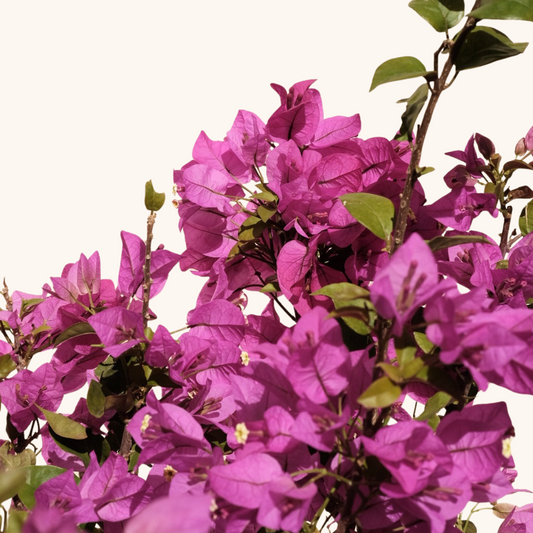 Bugambilia o Bougainvillea