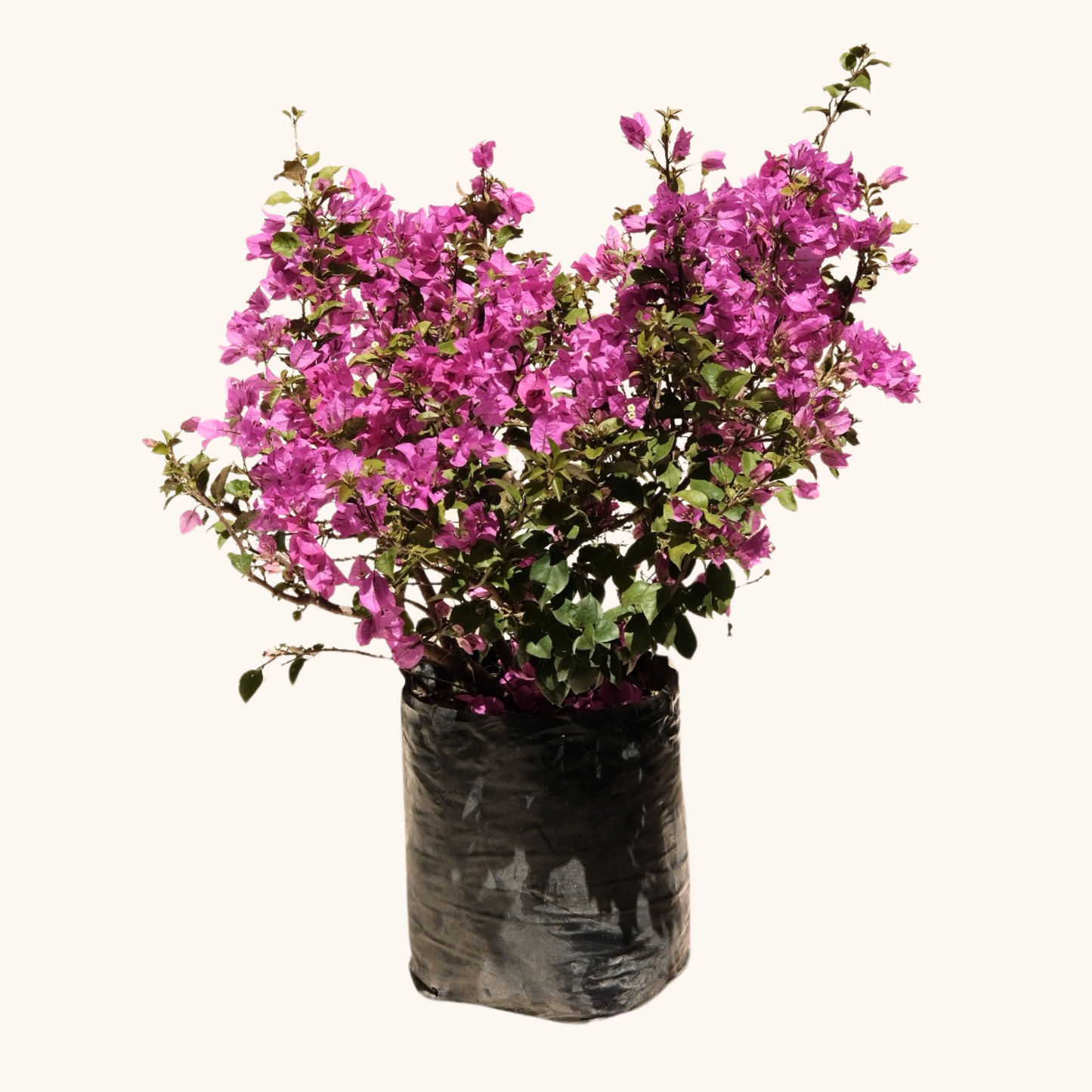 Bugambilia o Bougainvillea