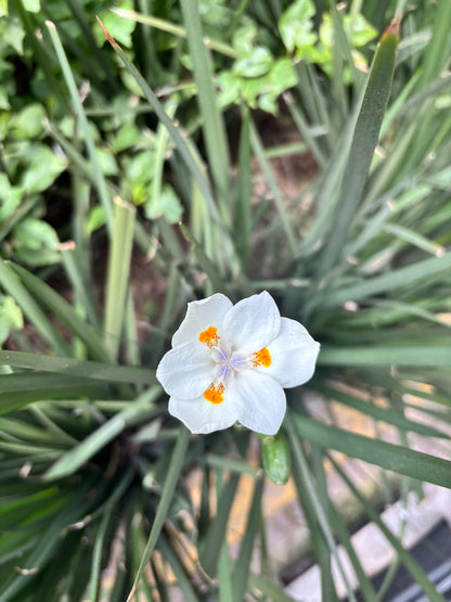 Lirio Persa
