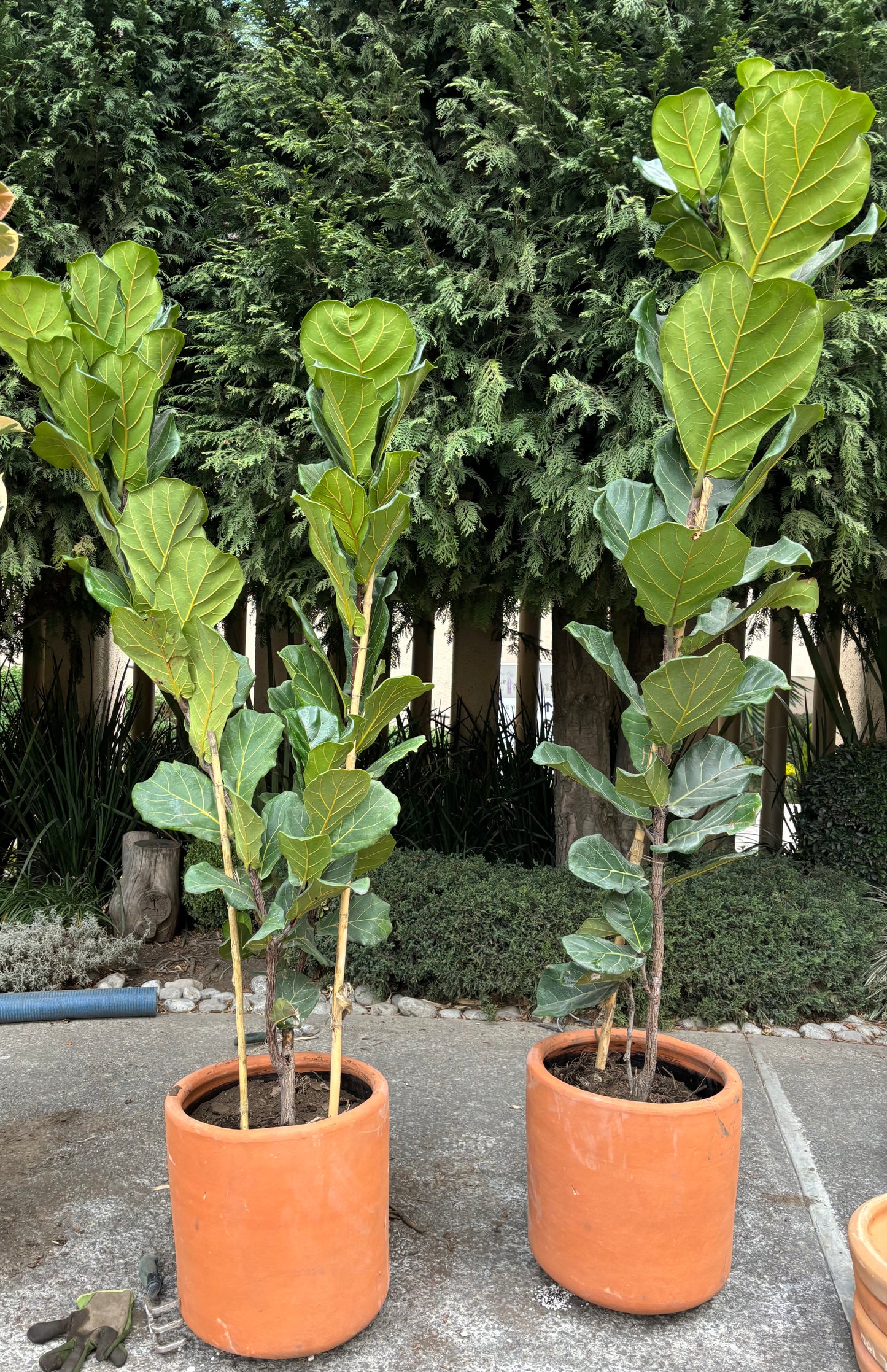 Ficus Pandurata o Lyrata