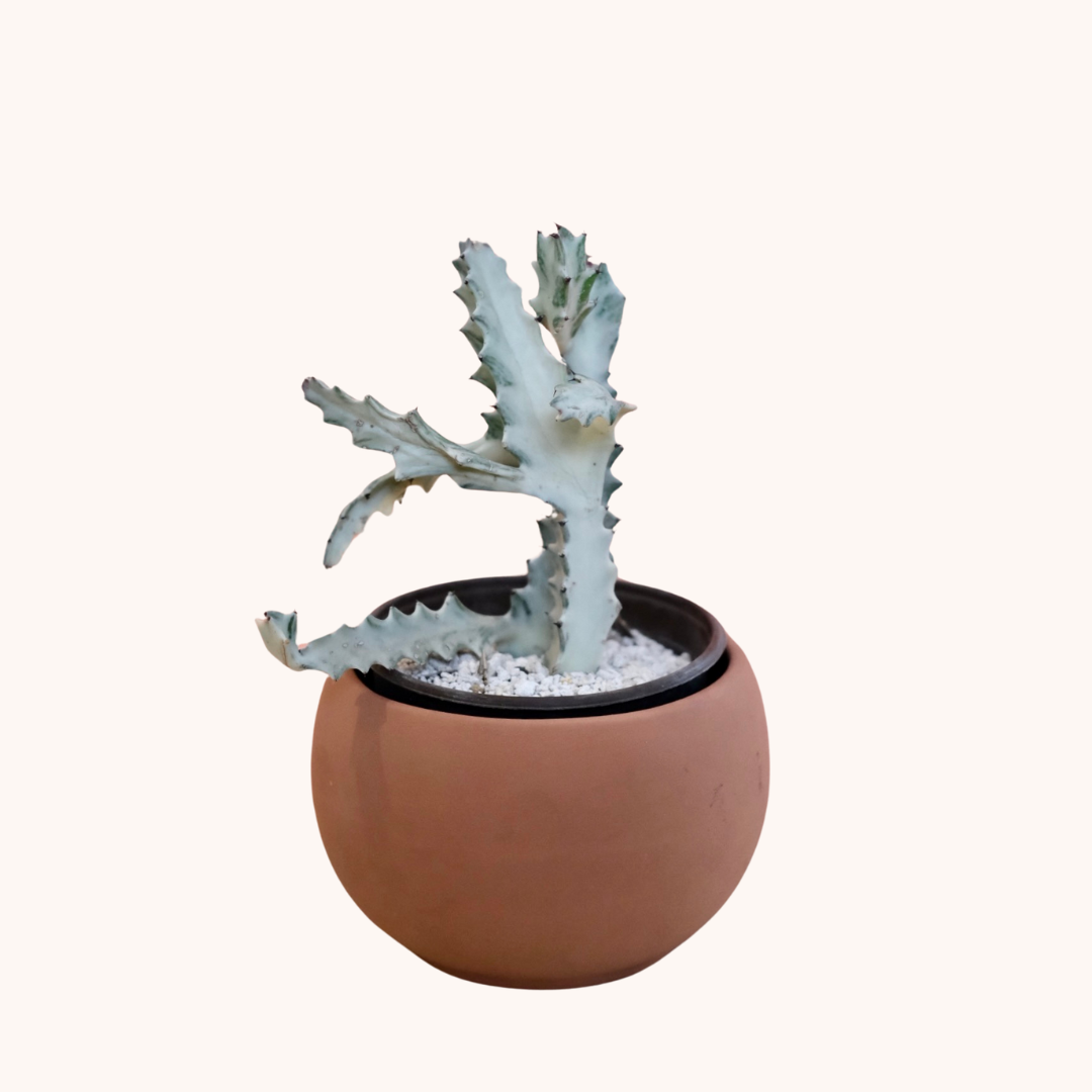 Euphorbia Lactea o Cactus Blanco