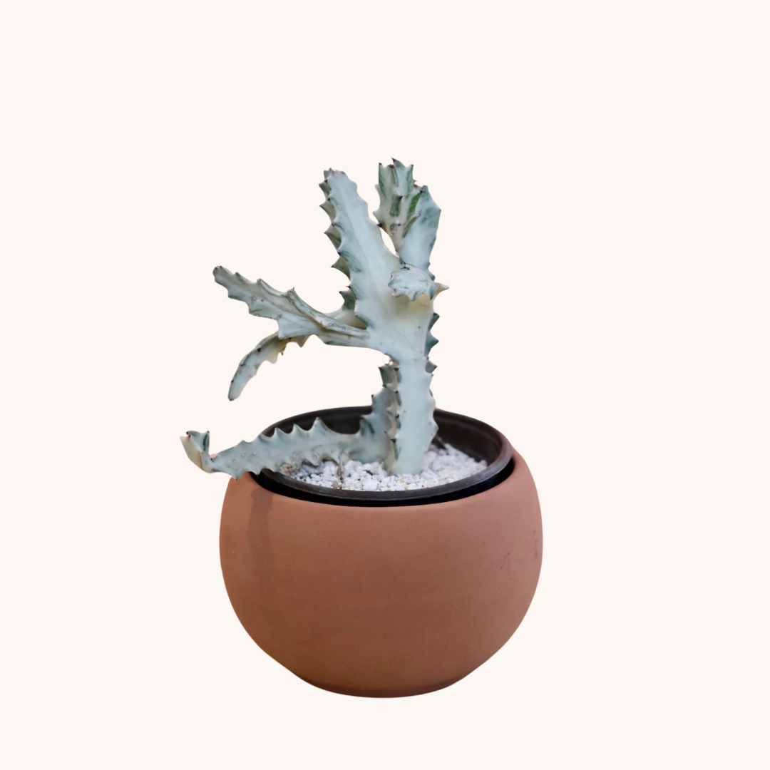Euphorbia Lactea