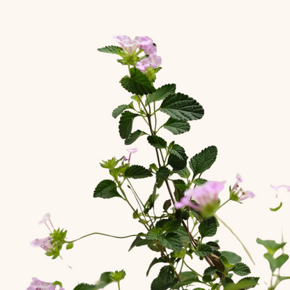Lantana Montevidensis Lila