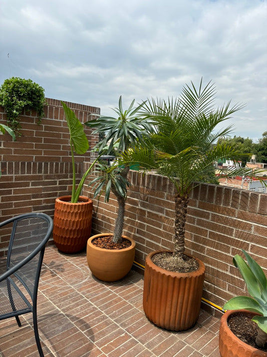 Palma Robelina o Palmera Enana