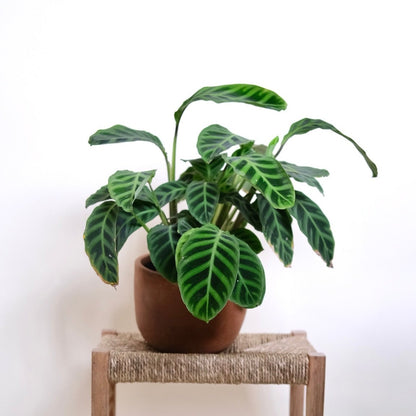 Calathea Zebrina