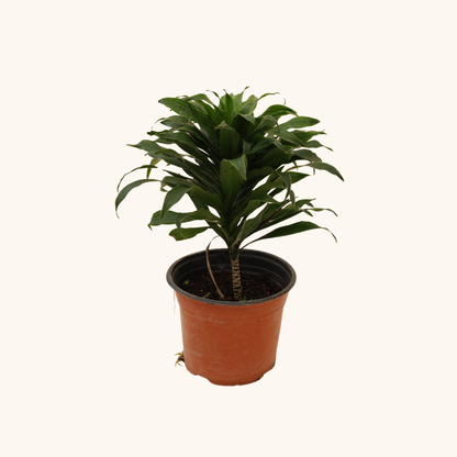 Dracaena Compacta