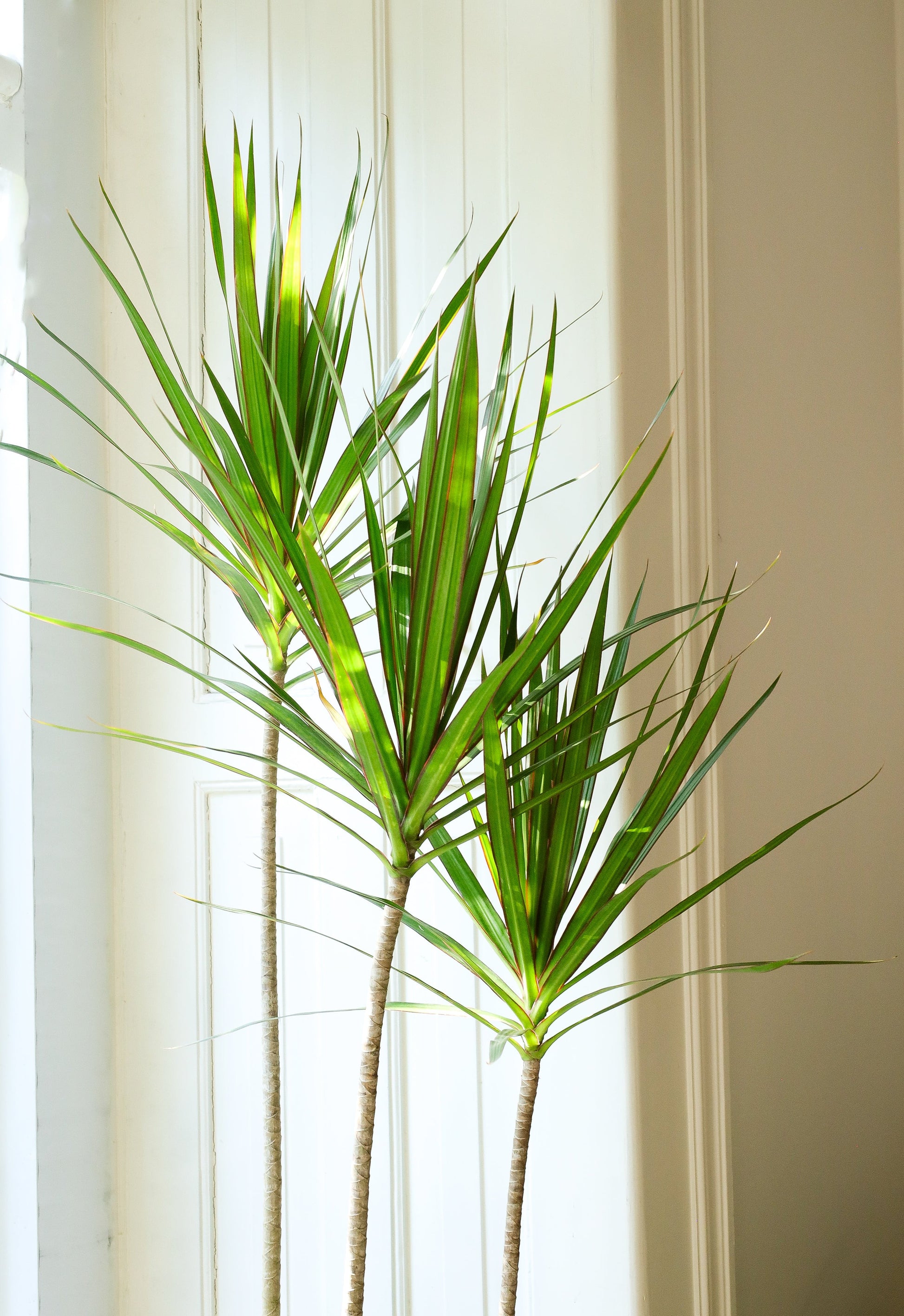 dracaena verde Dracaena Marginata Verde