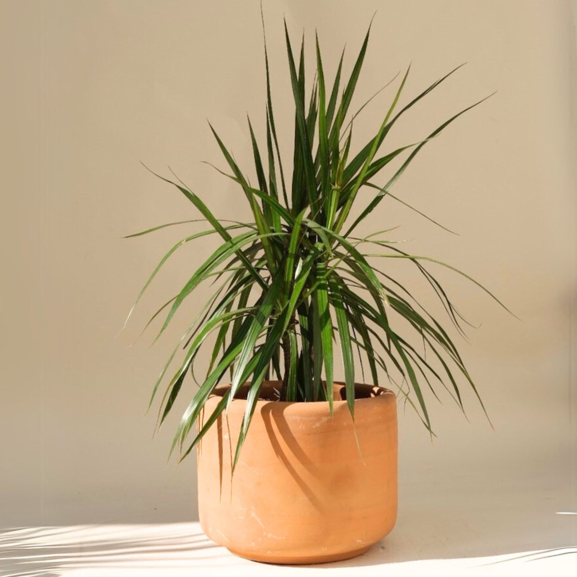 dracaena marginata es de interior o exterior Dracaena Marginata Verde