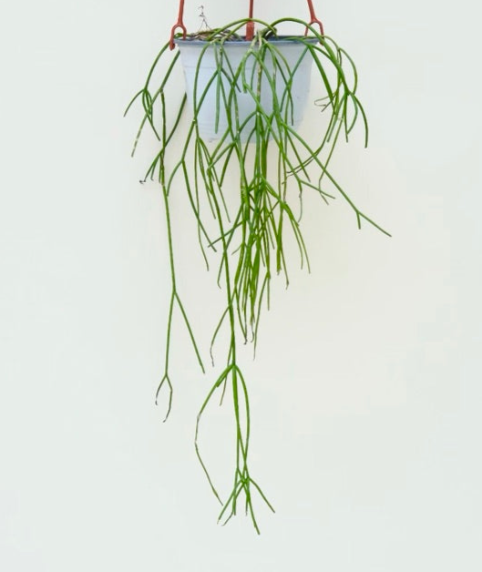 Rhipsalis