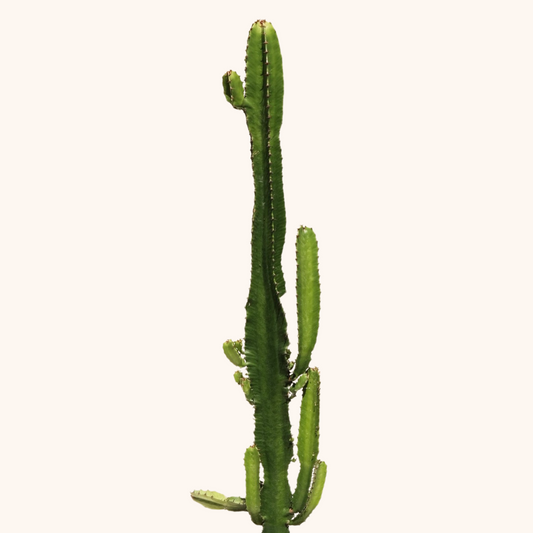 Euphorbia Trigona