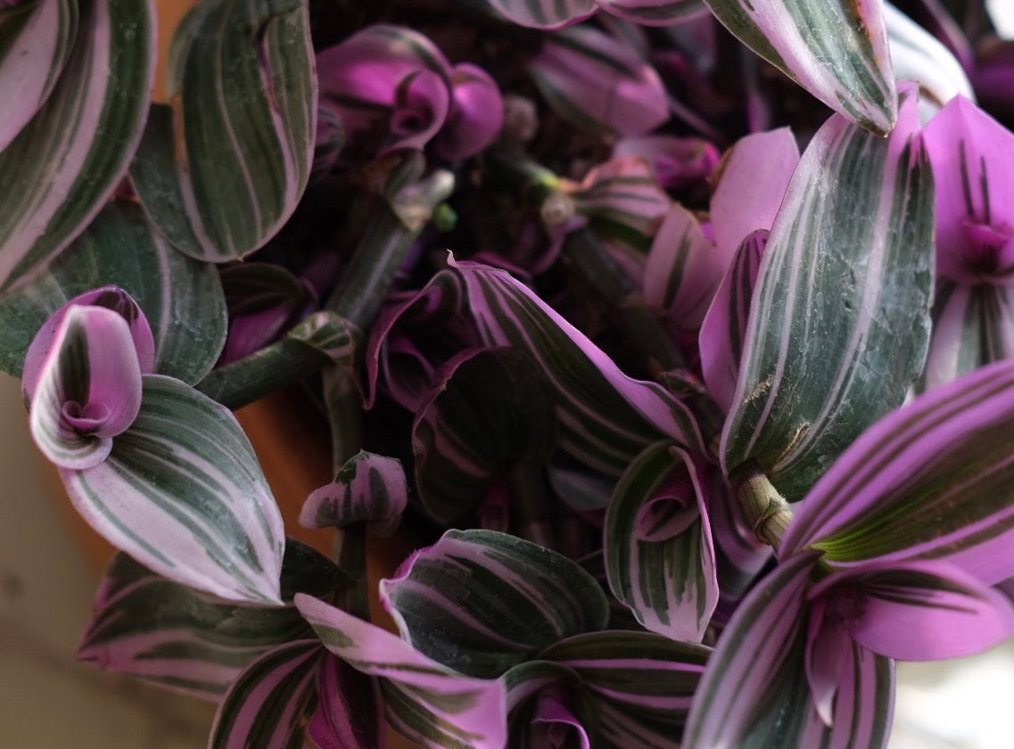 Tradescantia Nanouk