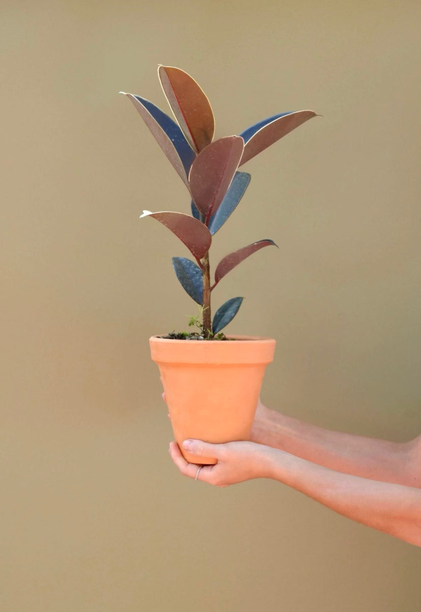 Ficus Hule Negro o Ficus Elástica