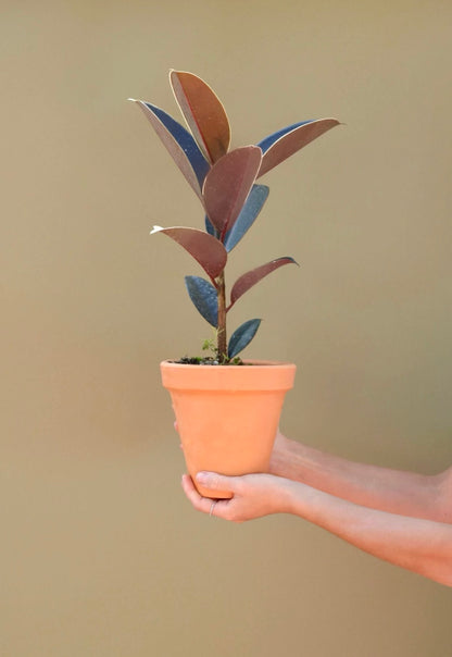 Ficus Hule Negro o Ficus Elástica